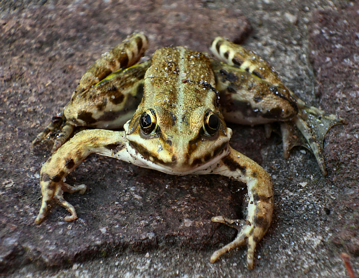da identificare - Pelophylax sp.